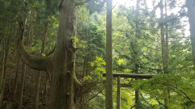 天狗の腰掛け杉